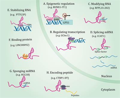 The roles of long non-coding RNAs in ovarian cancer  - Frontiers